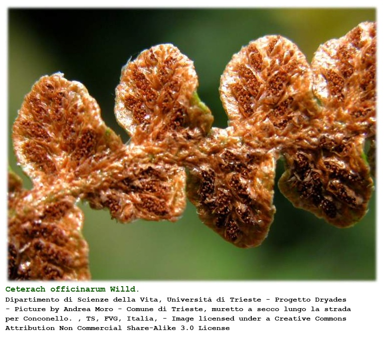 Ceterach officinarum Willd.